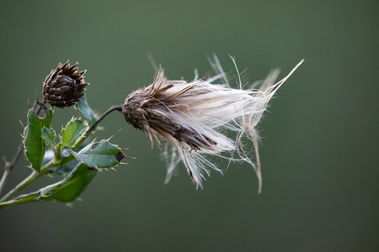 Creeping Thistle