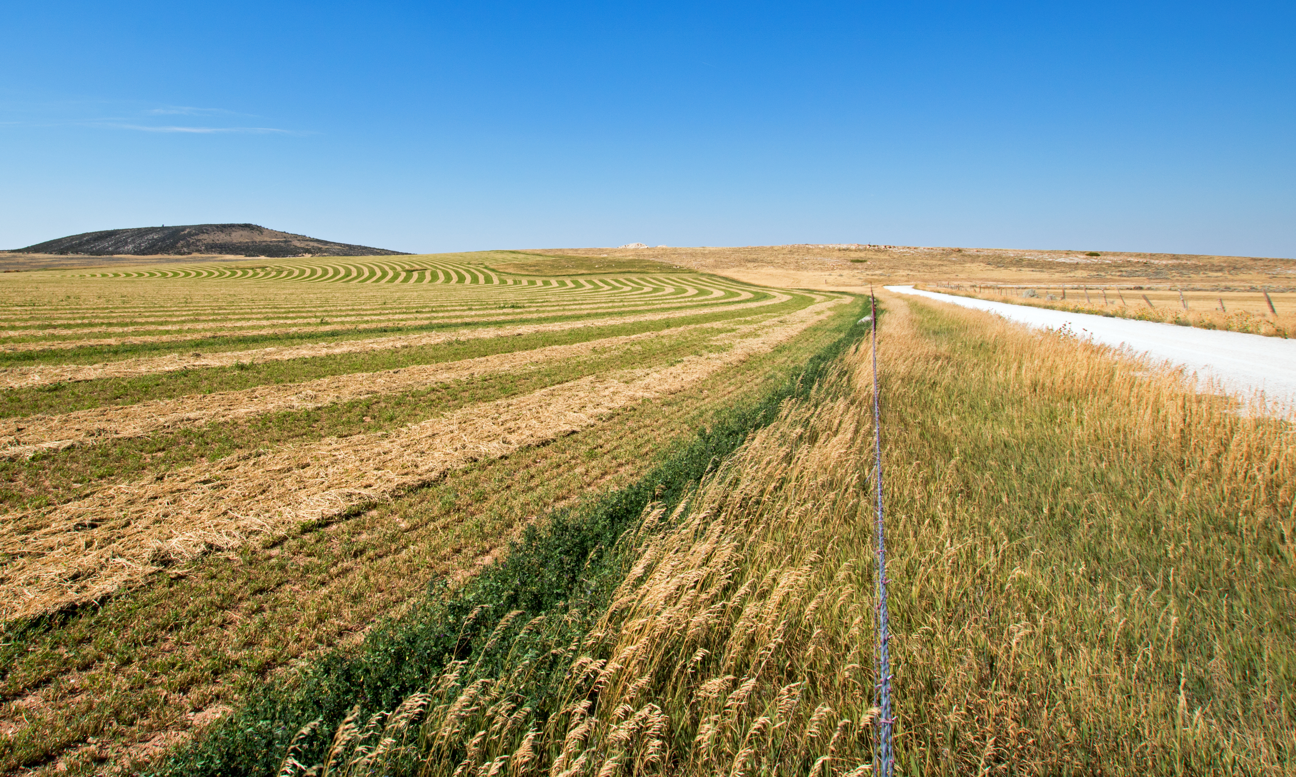 Cover Crops in Montana