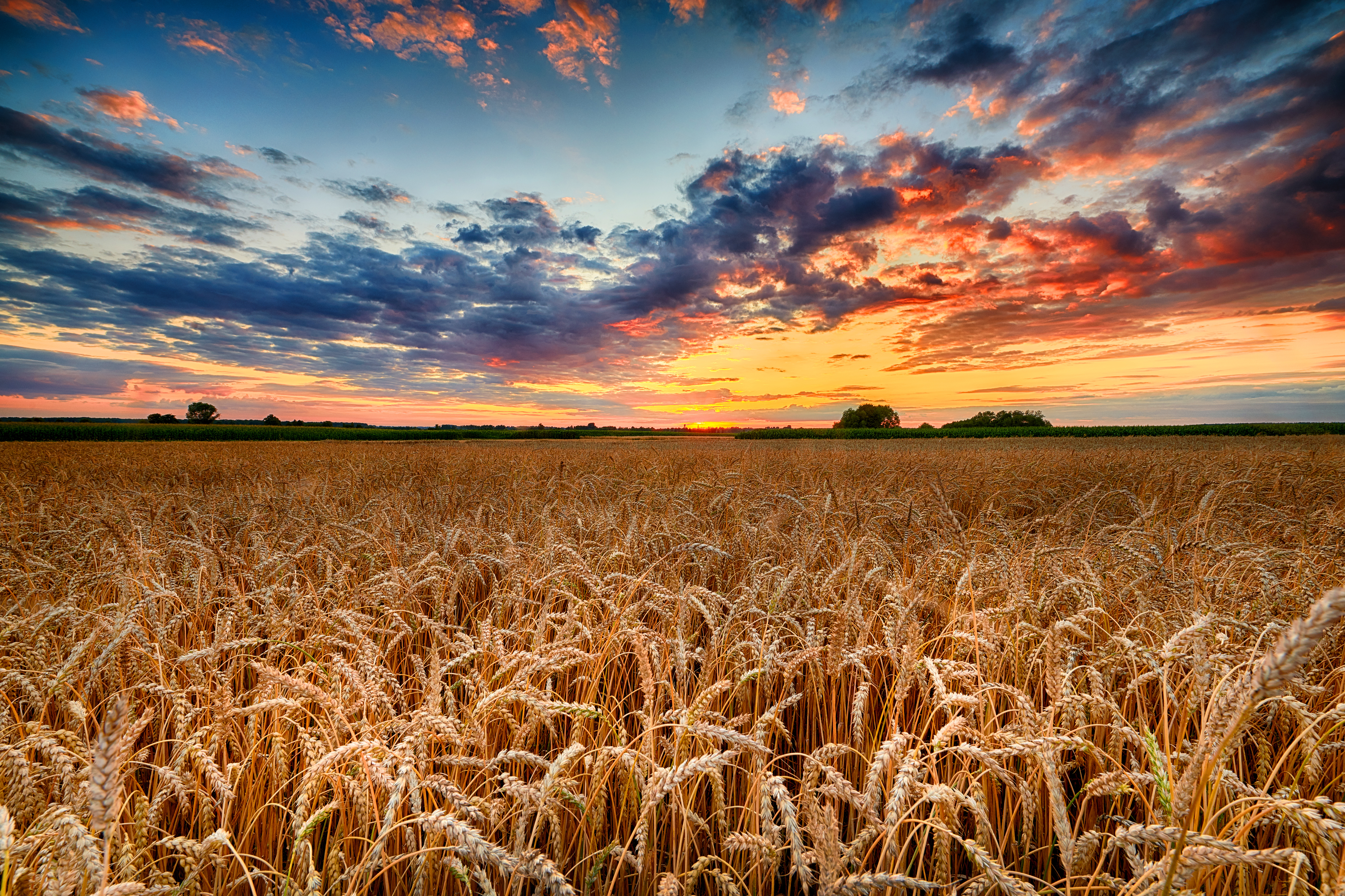 Winter Wheat in Montana