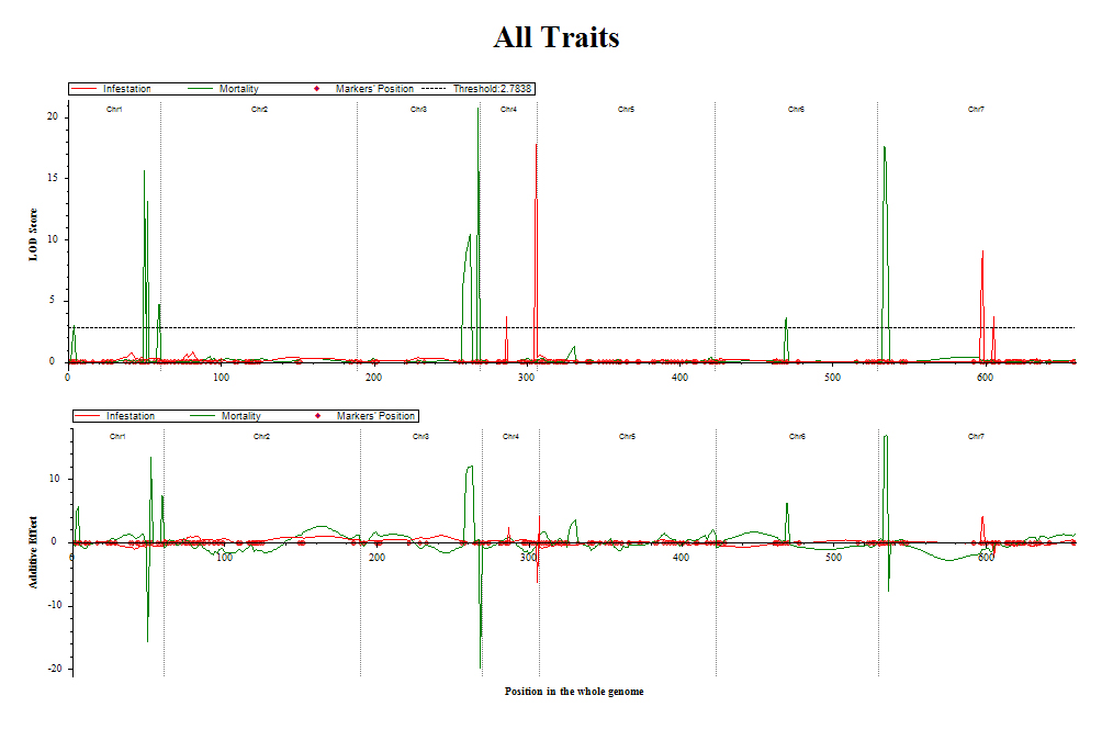 Hollow stemmed barley