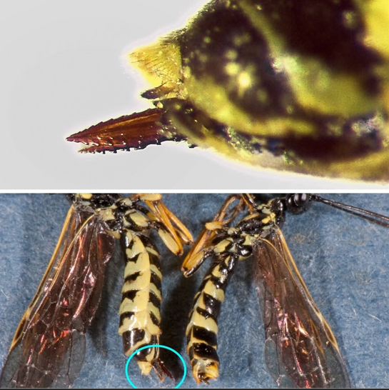 sawfly - stinger and source of the sawfly name