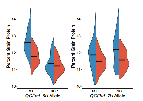 QTL effect on grain protein