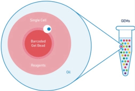 Single Cell RNASeq Diagram 
