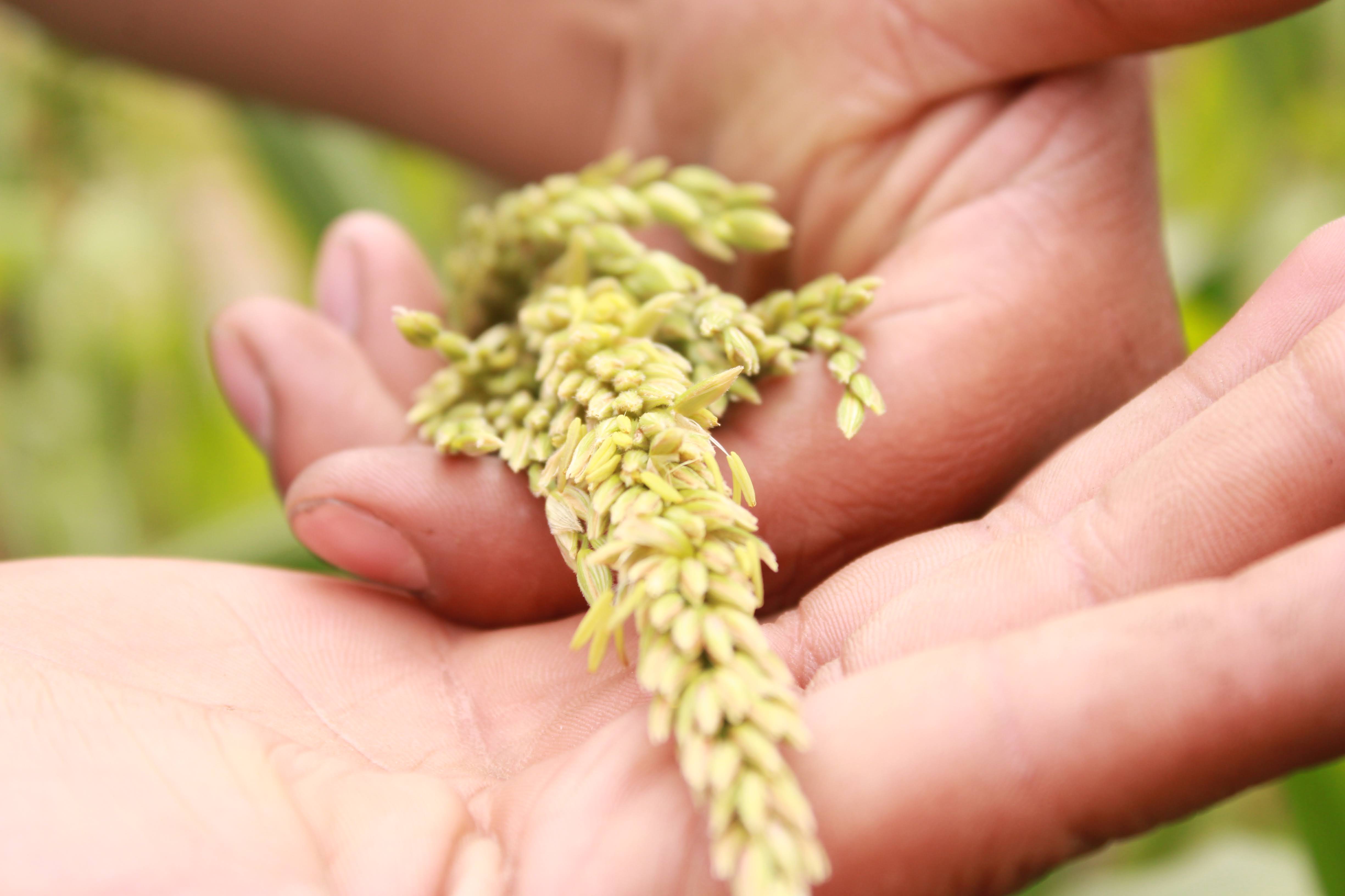 Indigenous corn anthers