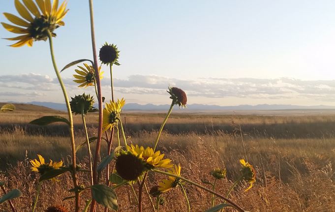 Sunflowers in Field