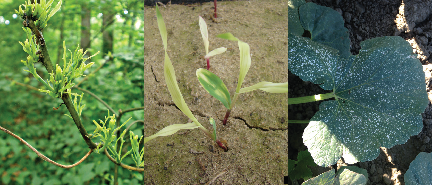 banner image with plant pictures