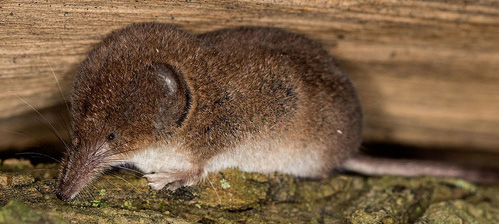 Brown rodent with white underbelly, long skinny snout, miniature black eyes, and short ears flush with it's head.