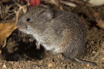 Medium sized dark brown rodent with a short snout and small ears and eyes.