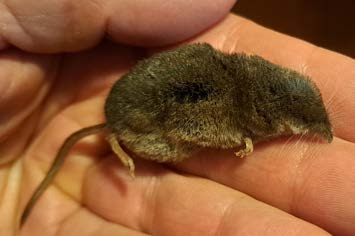 Very small brown rodent with a tiny head and short tail.