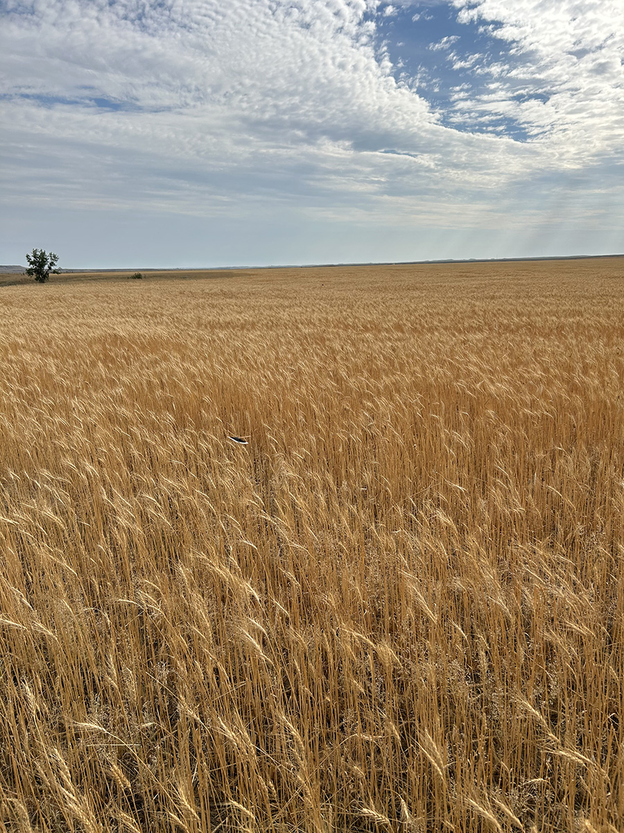 Field recently NWSFF certified