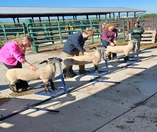 youth checking lambs for muscle make up