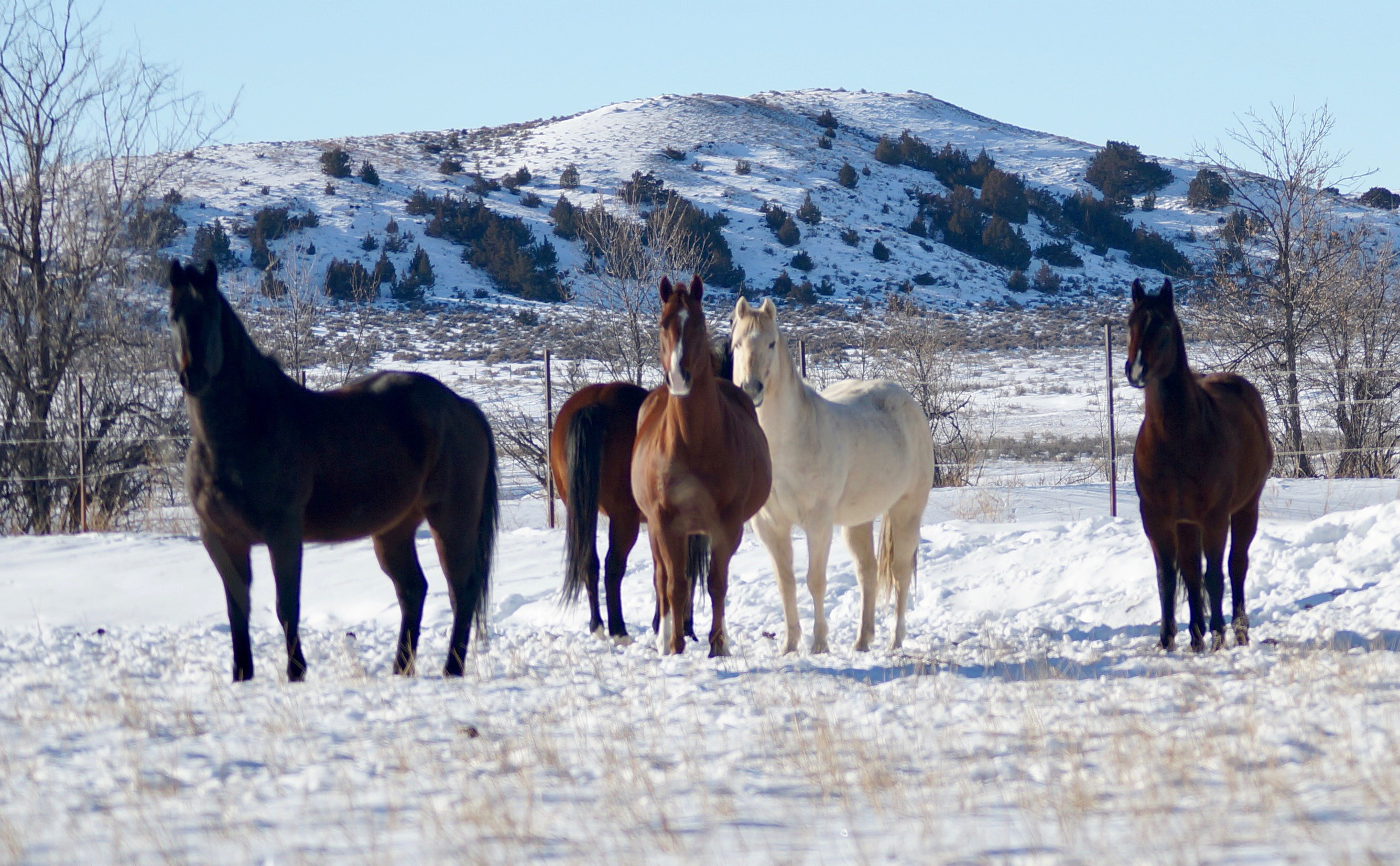 Five horses stand in a field