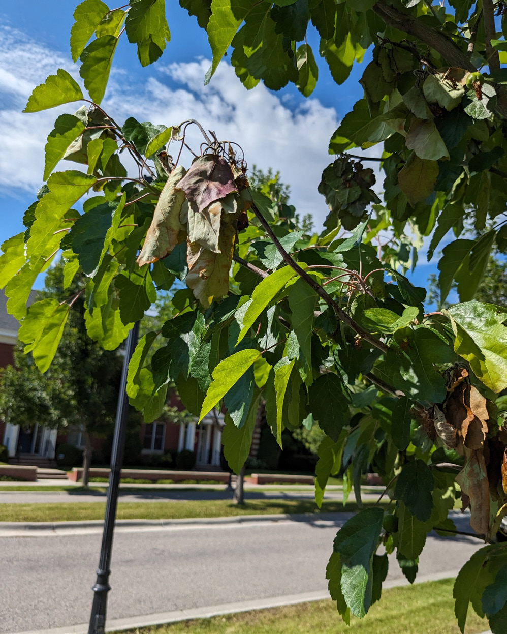 Diseased tree branch