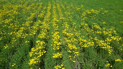 crop field with rows of crop growing with yellow flowered weed growing in between