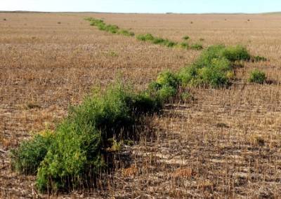 crop land weeds image crop land weeds