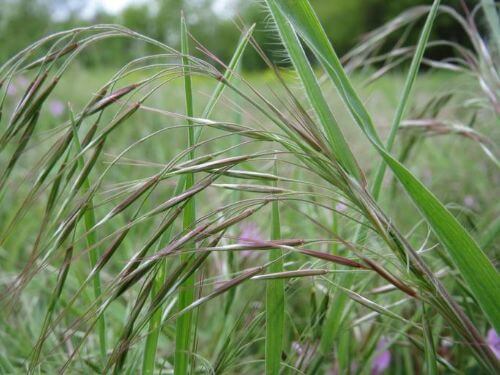 Cheatgrass