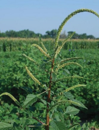 Palmer Amaranth