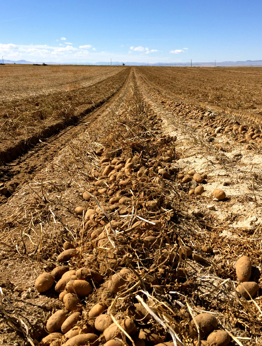 Empty dirt field with potatoes scattered in rows