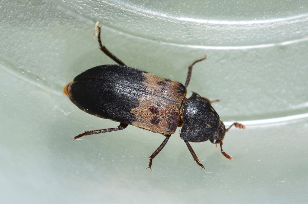 larder beetle in a jar