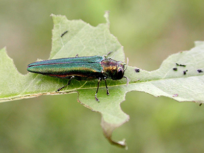 Adult emerald ash borer beetle with an iridescent green body perched on a leaf.