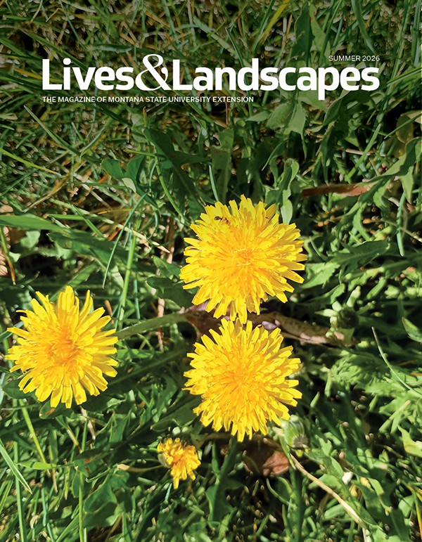 Cover of Lives & Landscapes, the magazine of Montana State University Extension, Summer 2026 issue. Three yellow dandelion flowers bloom among green grass and leaves.