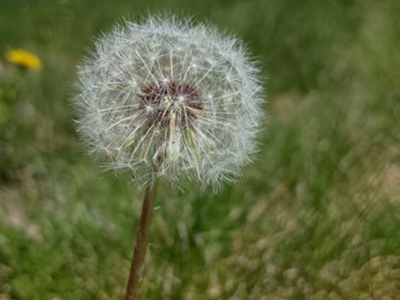 A round, fluffy dandelion seed head with blurred grass in the background