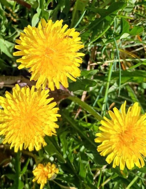 Three yellow dandelion flowers growing among green grass and leaves.