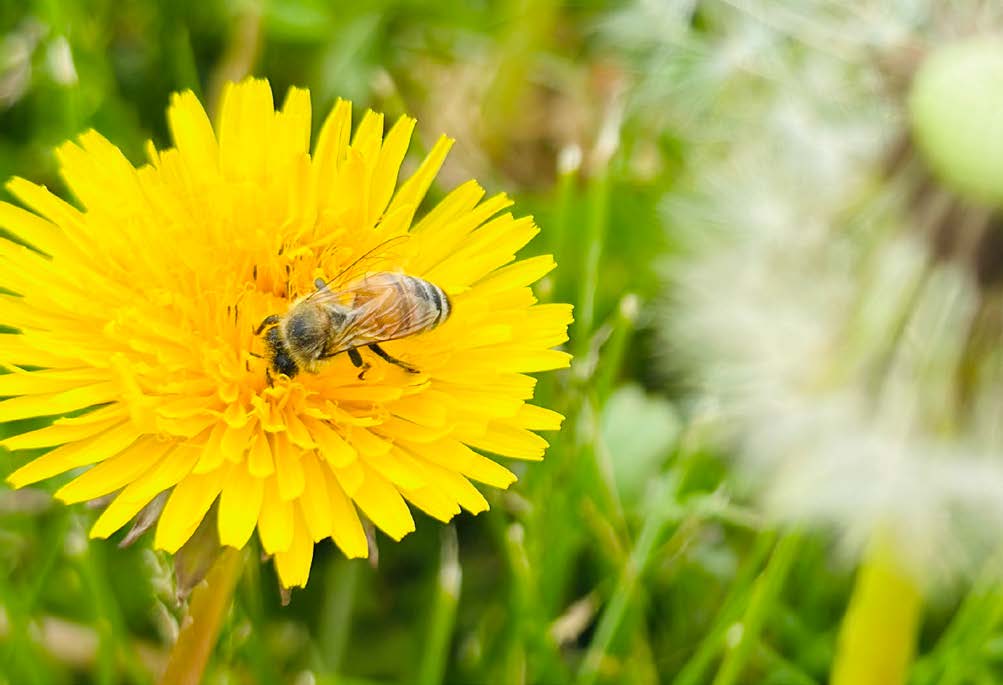 Honeybee collecting pollen from a bright yellow dandelion flower in a grassy area.