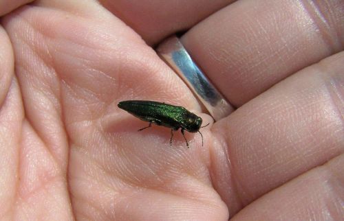 Adult emerald ash borer beetle shown on a hand to illustrate the insect's size.