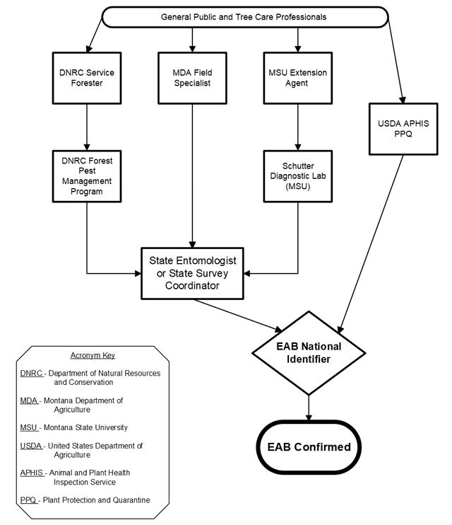The flowchart illustrates the reporting pathway for suspected emerald ash borer (EAB) infestations. Reports originate from the general public and tree care professionals and may be directed to a DNRC Service Forester, MDA Field Specialist, MSU Extension Agent, or USDA APHIS PPQ. Reports received by the DNRC Service Forester are forwarded to the DNRC Forest Pest Management Program, which then sends information to the State Entomologist or State Survey Coordinator. Reports from MDA Field Specialists are sent directly to the State Entomologist or State Survey Coordinator. Reports from MSU Extension Agents are routed through the Schutter Diagnostic Lab at Montana State University before reaching the State Entomologist or State Survey Coordinator. Information from the State Entomologist or State Survey Coordinator and USDA APHIS PPQ is sent to an EAB National Identifier for verification. Once verified, the process concludes with 'EAB Confirmed.' The diagram also includes an acronym key defining DNRC, MDA, MSU, USDA, APHIS, and PPQ.