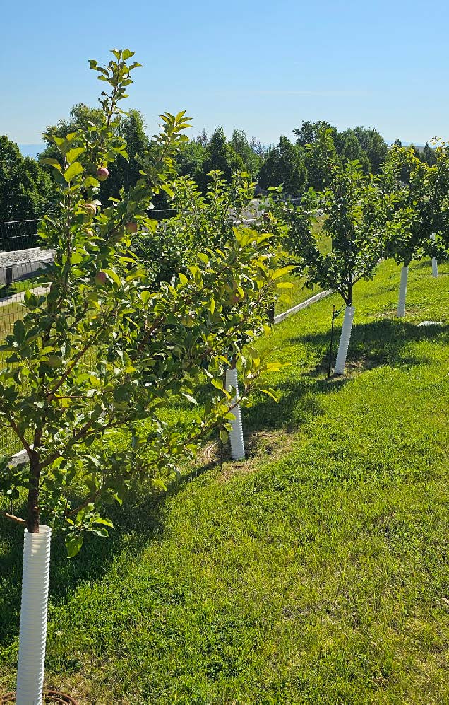 Community orchard with multiple fruit trees planted in rows and maintained within a landscaped green space.