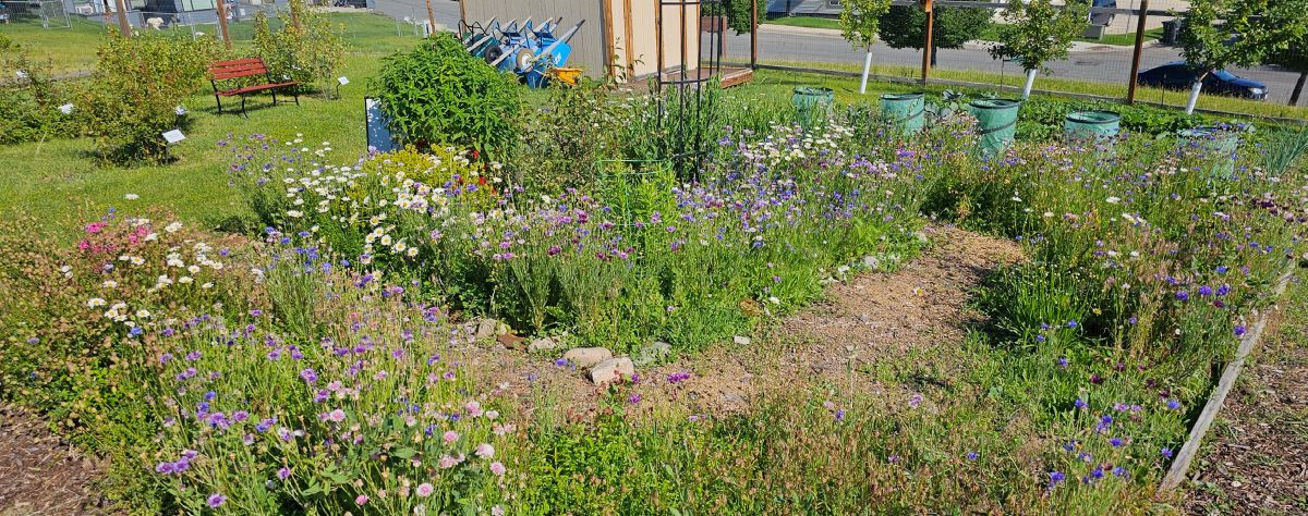 Pollinator garden containing a variety of blooming flowers and native plants in a landscaped community garden setting.