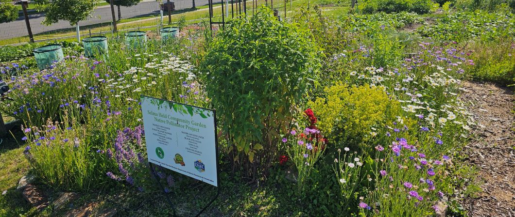 Community garden display featuring pollinator plants, vegetable crops, and an informational sign describing the garden.