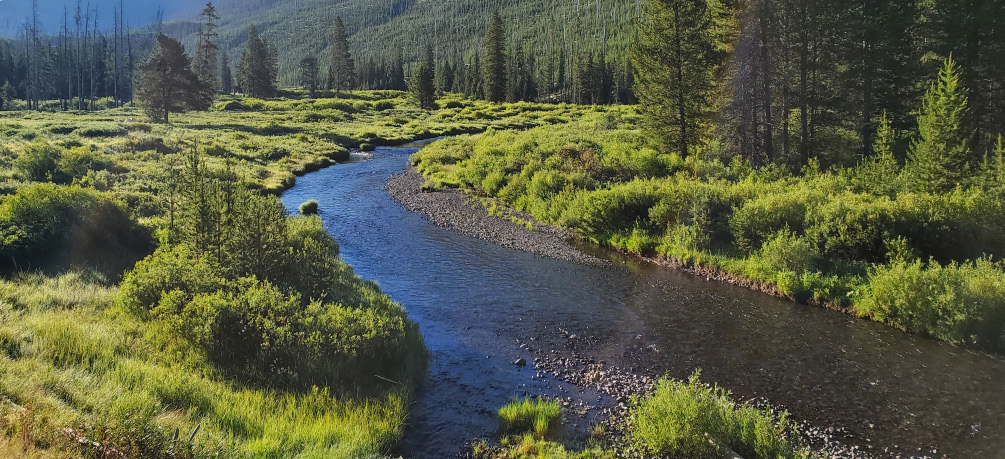 Winding stream flowing through a grassy valley surrounded by evergreen trees and forested mountains.