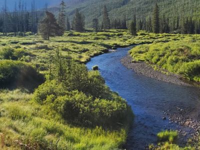 Natural stream meandering through a riparian area with dense vegetation and conifer forests in the background.