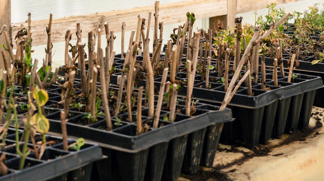 Several deep seed trays are filled with brown woody stems about the thickness of a pinky finger. New green leaves can be seen growing at the base, and a few have new green leaves emergin from buds on the stalks.