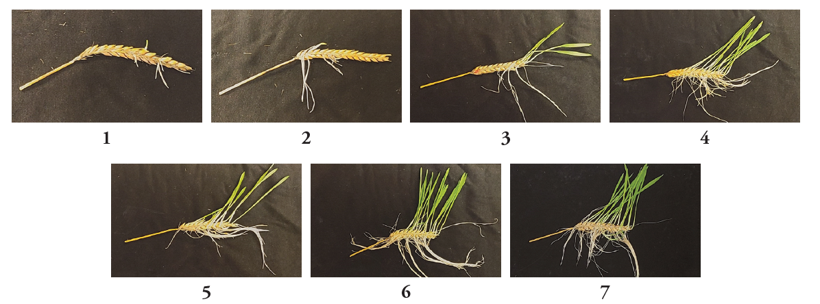 A scale of wheat heads showing how badly affected one can get. Image one has hardly any splayage, whereas image seven has green splayage sproutimg from every inch of the wheat head.