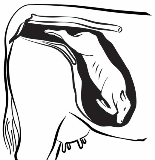 A graphic of backward, or posterior, presentation of a calf has the hind feet pointing toward the posterior end of the cow and the hooves will point upwards