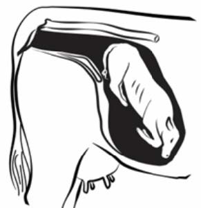 A graphic of breech position of a calf is butt first, with no front or hind limbs in the birth canal