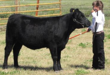 judge walking behind animal