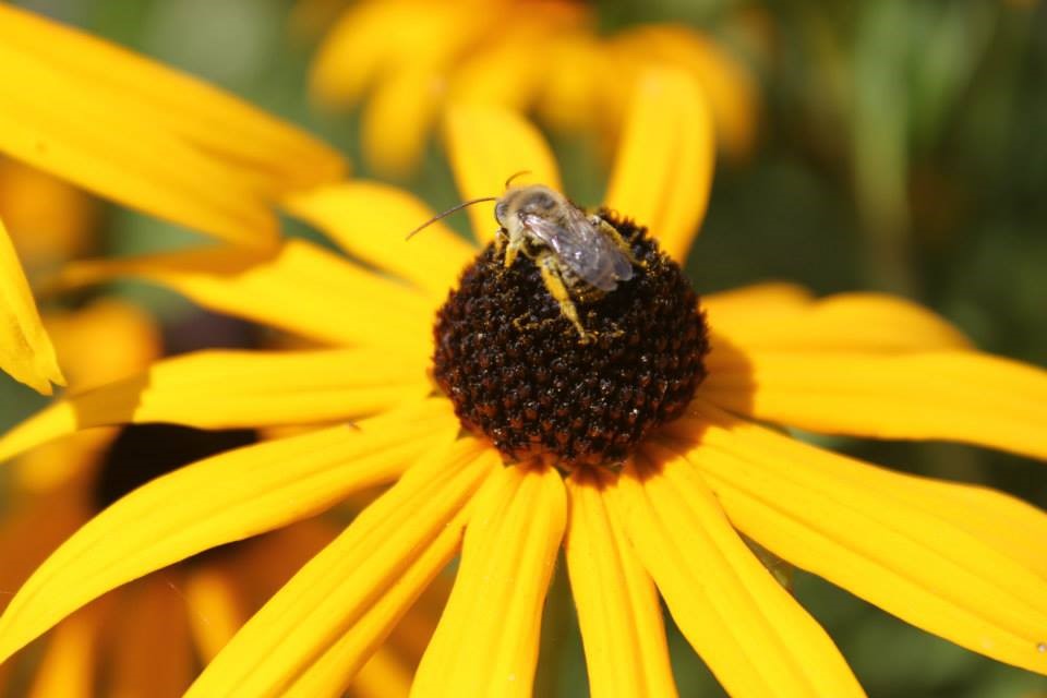 Bee sitting on yellow flower.