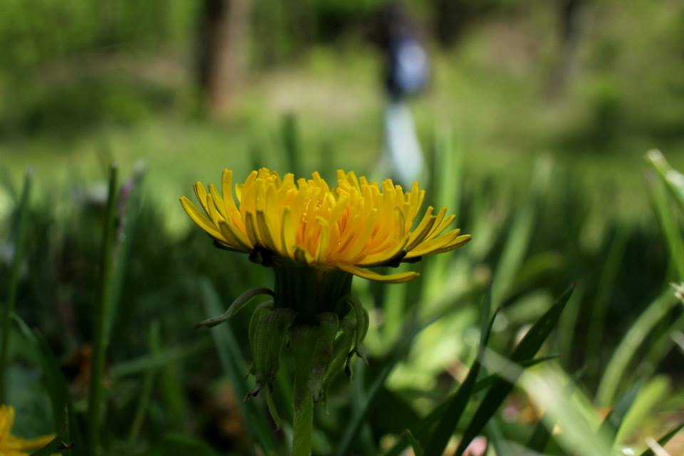 Dandelion in a lawn