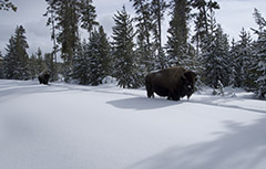 Bison in snow 