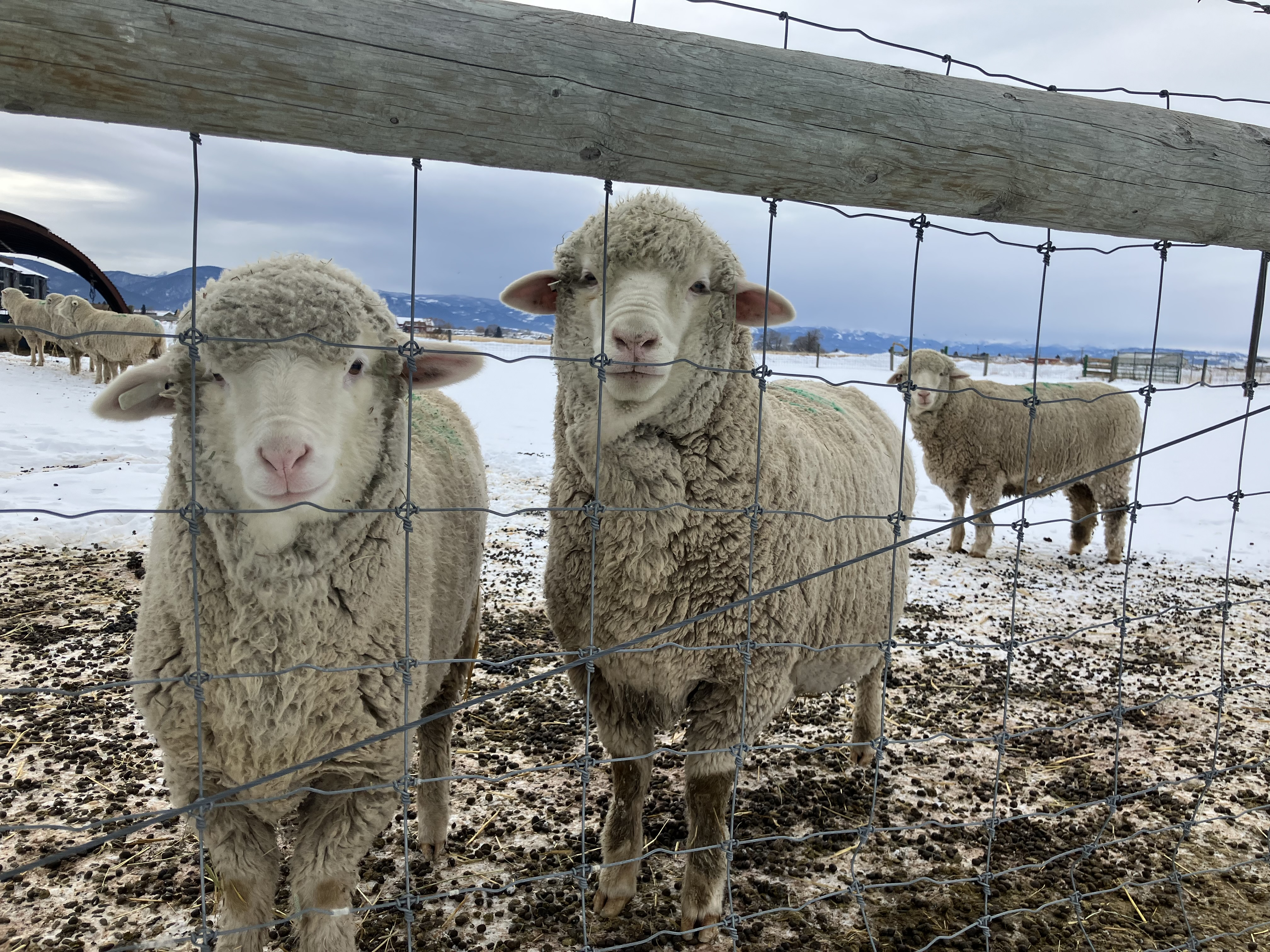 MAES Flock