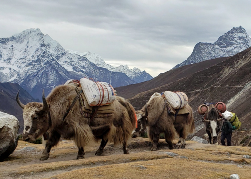 yaks on mountainside