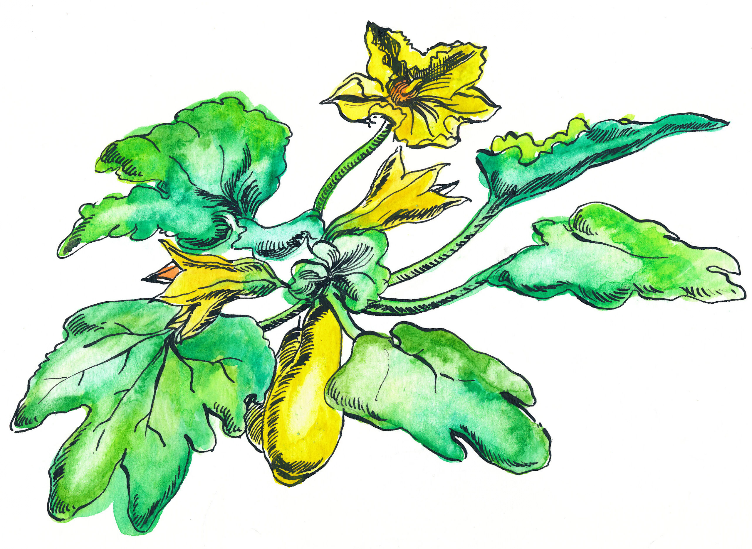 watercolor illustration of summer squash